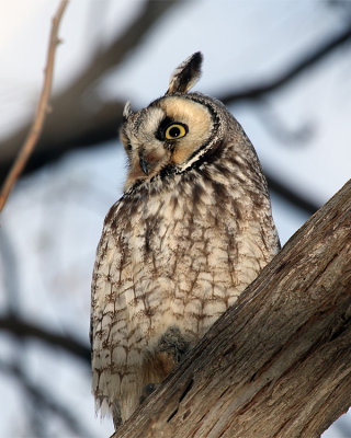 Long Eared Owl Perched.jpg