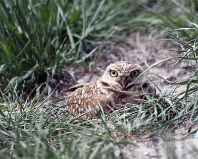 Burrowing Owl in the Grass.jpg