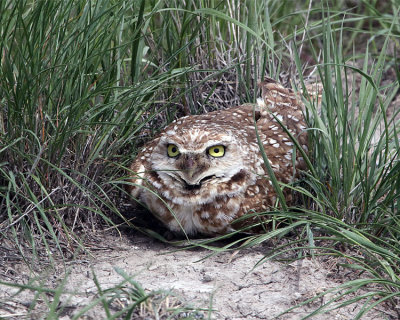 Burrowing Owl Lying in the Grass.jpg