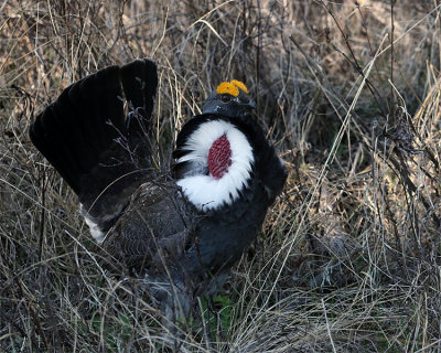 Dusky Grouse Near Calcite Springs.jpg