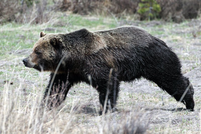 Swan Lake Flats Bear.jpg