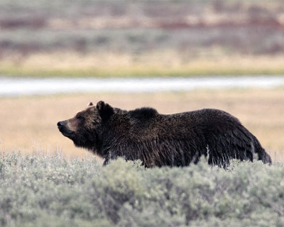 Grizzly Boar at Swan Lake Flats.jpg