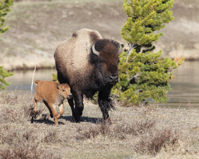 Bison and Calf On the Run.jpg