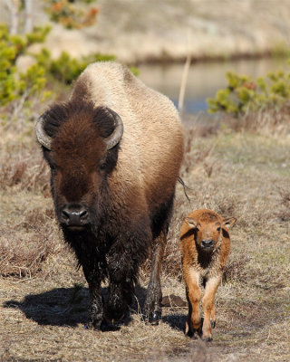 Bison and Calf Coming Towards the Road.jpg