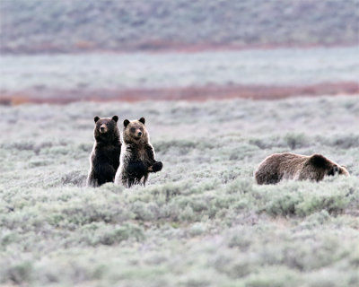 Two Year Old Grizzly Cubs Standing.jpg