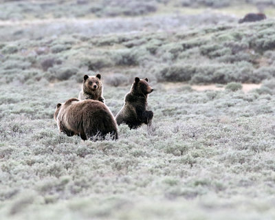Grizzly Family on Swan Lake Flats.jpg
