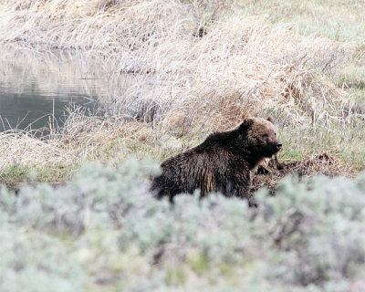 Grizzly at Blacktail Ponds.jpg