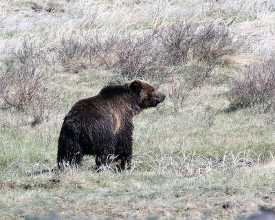 Grizzly in the Sage.jpg