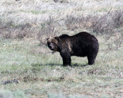 Grizzly at Blacktail.jpg