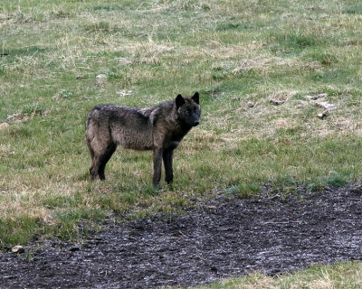 Black Wolf in the Lamar.jpg