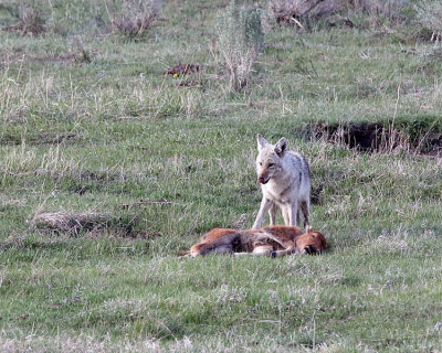 Coyote on a Bison Calf in Little America.jpg