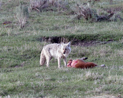 Coyote on the Carcass.jpg