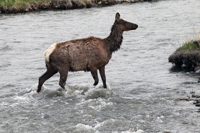 Elk Cow in the River.jpg