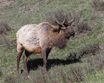 Bull Elk.jpg