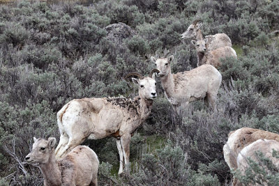 Bighorn Ewes.jpg