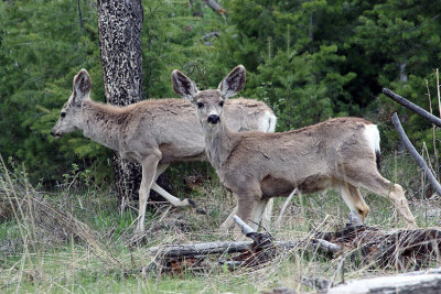 Mule Deer Near Calcite Springs.jpg
