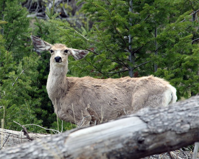 Deer Near Calcite Springs.jpg