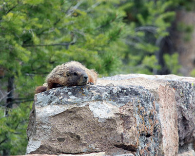 Marmot at Calcite Springs.jpg
