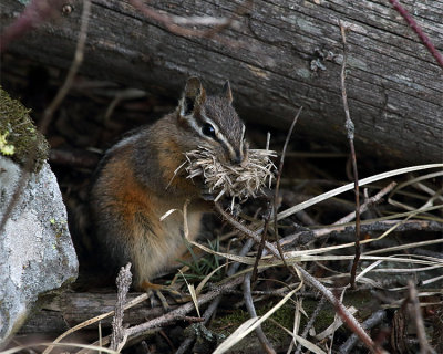 Chipmunk with a Mouthful.jpg