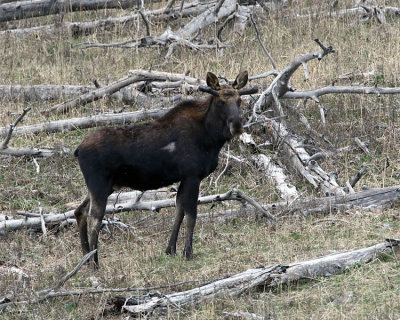 Moose at Pebble Creek.jpg