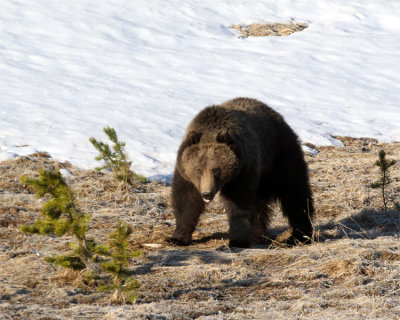 Grizzly at Canyon Junction.jpg