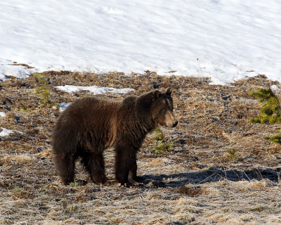 Grizzly Near Canyon.jpg