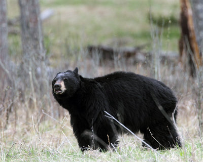Black Bear at Hellroaring.jpg