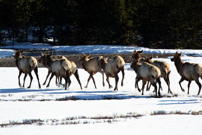Elk on the Run.jpg