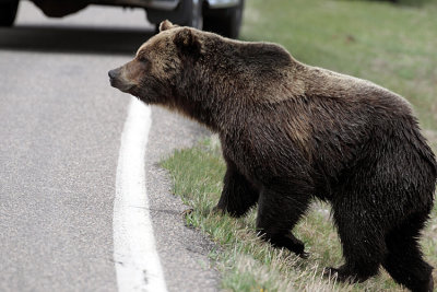 Grizzly on the Road.jpg