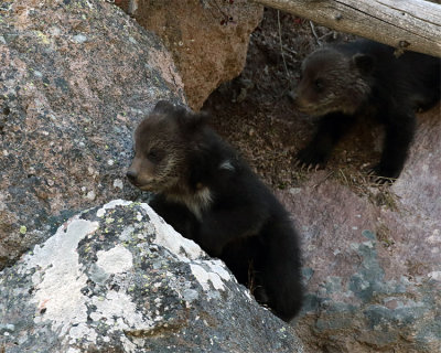 Beryl Springs Cubs on the Rocks.jpg