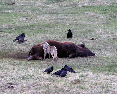 Coyote on the Bison Carcass.jpg