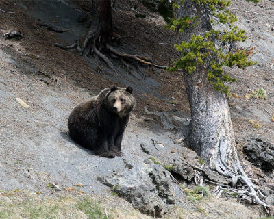 Grizzly on the Hillside.jpg