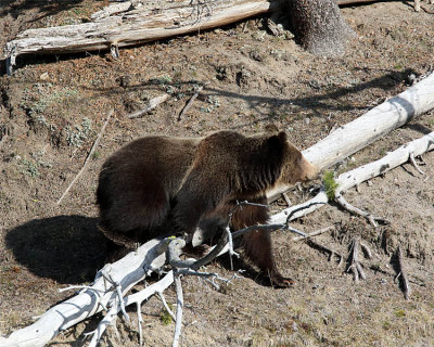 Grizzly Climbing Over a Log.jpg