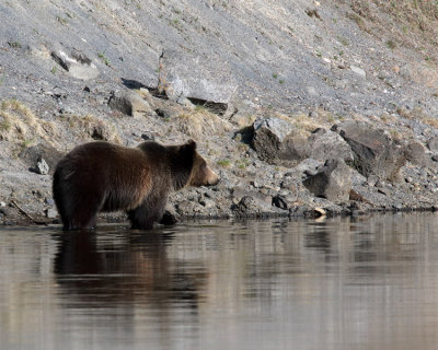 Grizzly in the Yellowstone River.jpg
