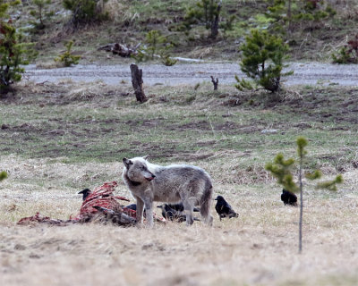 Wapiti Lake Alpha on the Carcass.jpg