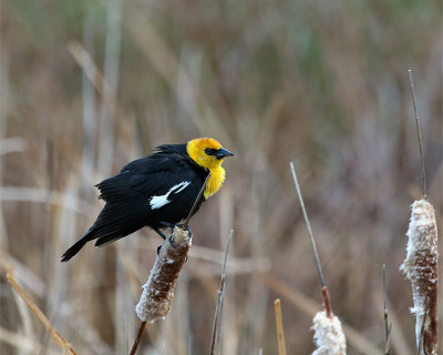 Yellow Headed Blackbird on a Cattail.jpg