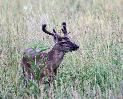 Buck in Velvet.jpg