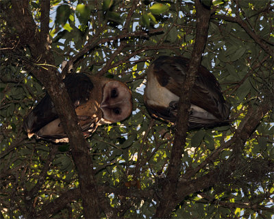Barn Owls in the Tree.jpg