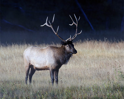 Elk Bull in the Sun.jpg