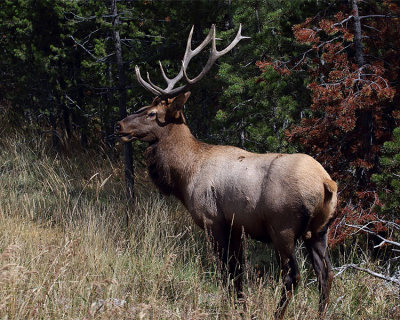 Elk Bull in the Woods.jpg