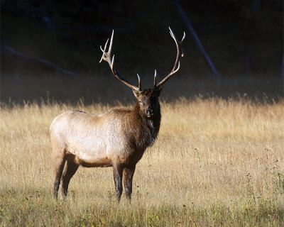 Elk Bull King of the Herd.jpg