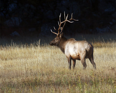 Elk Bull Profile.jpg