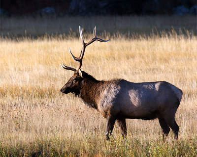 Elk Bull.jpg