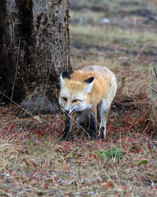 Fox by the Tree.jpg