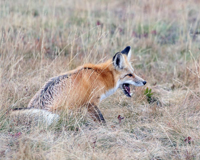 Fox Down the Hatch.jpg