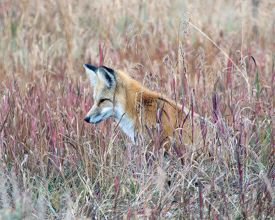 Fox in the Fall Colors.jpg