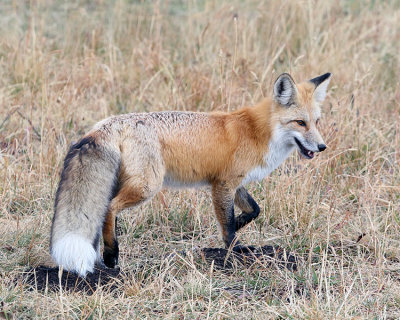 Fox in the Field.jpg