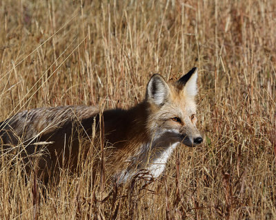 Fox in the Sun.jpg