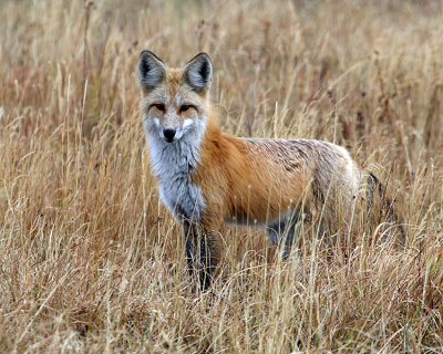 Fox in the Tall Grass.jpg