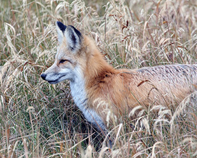 Fox Near Bridge Bay.jpg